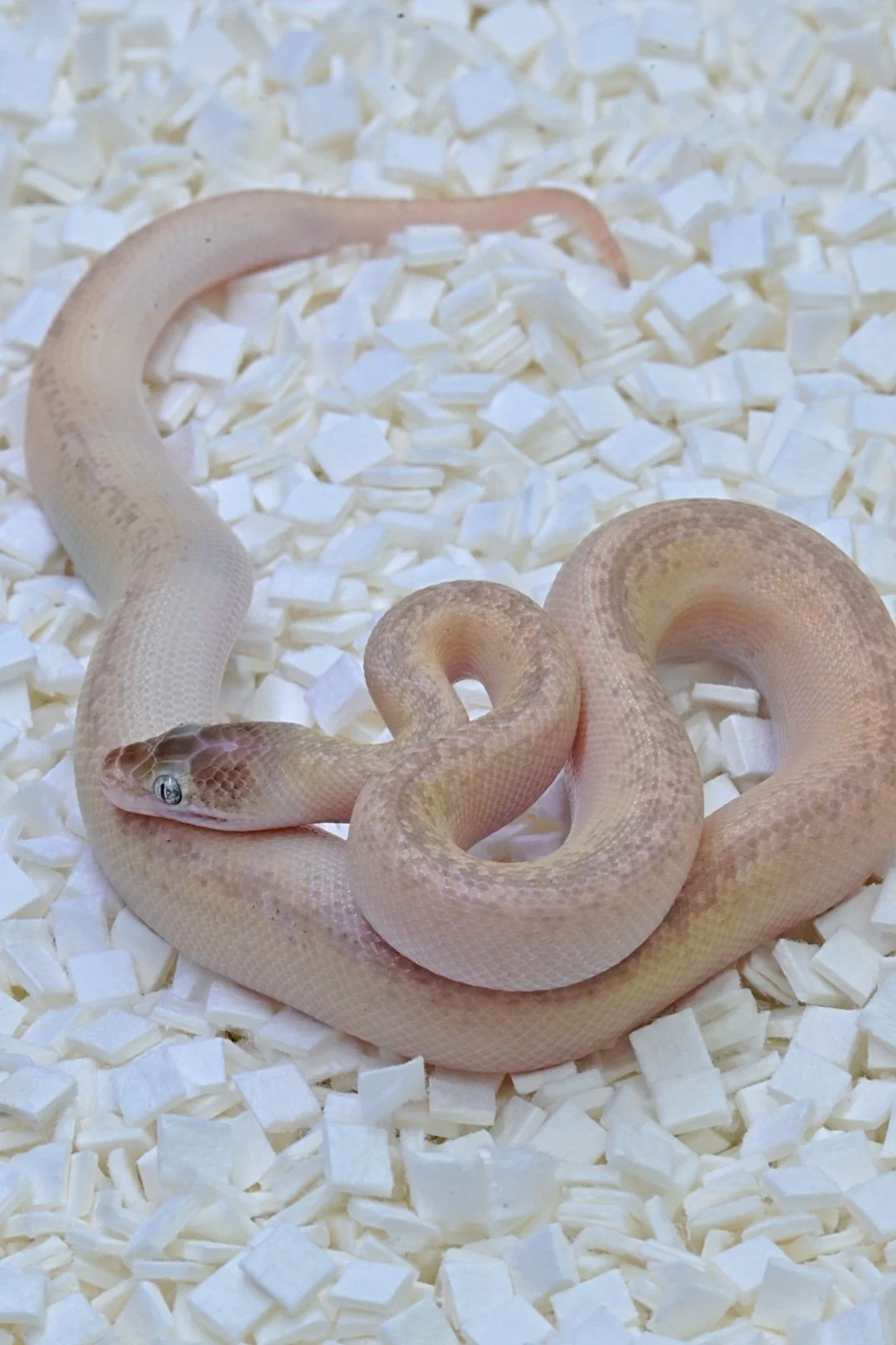 Marble Childrens Python (Female)