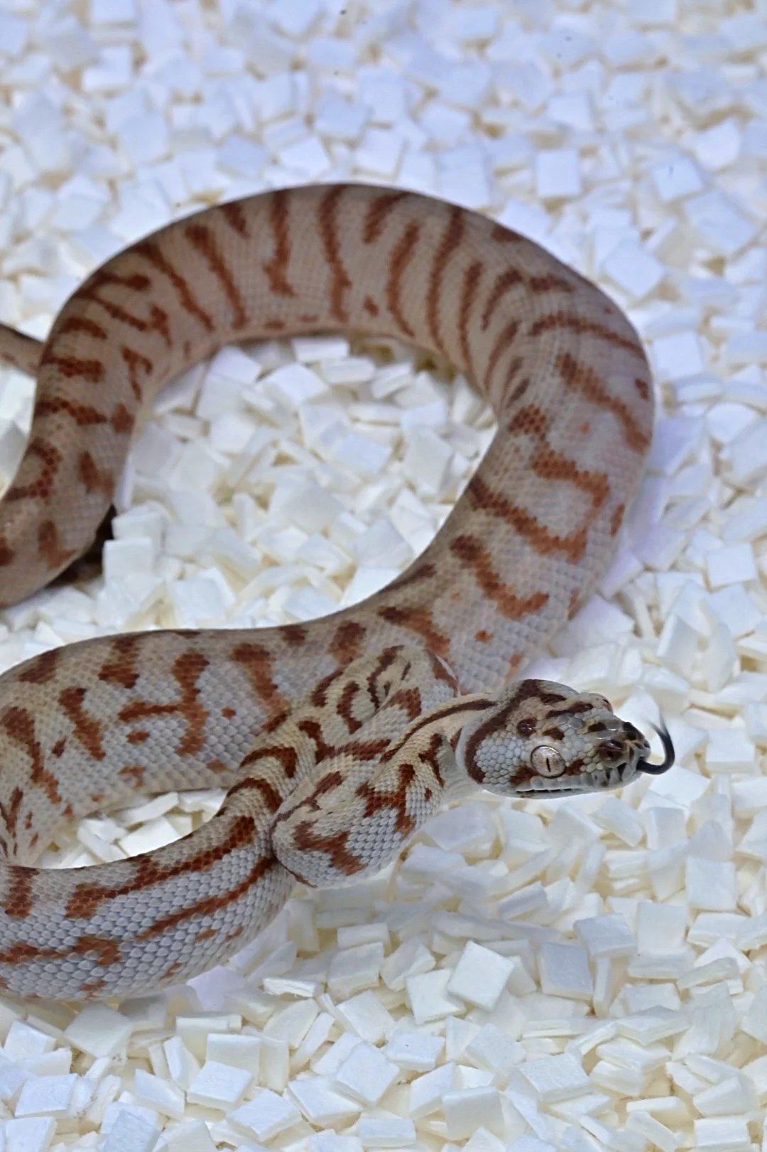Caramel MD Jag 100% Het Silver Pepper 50% Het Albino (Female)