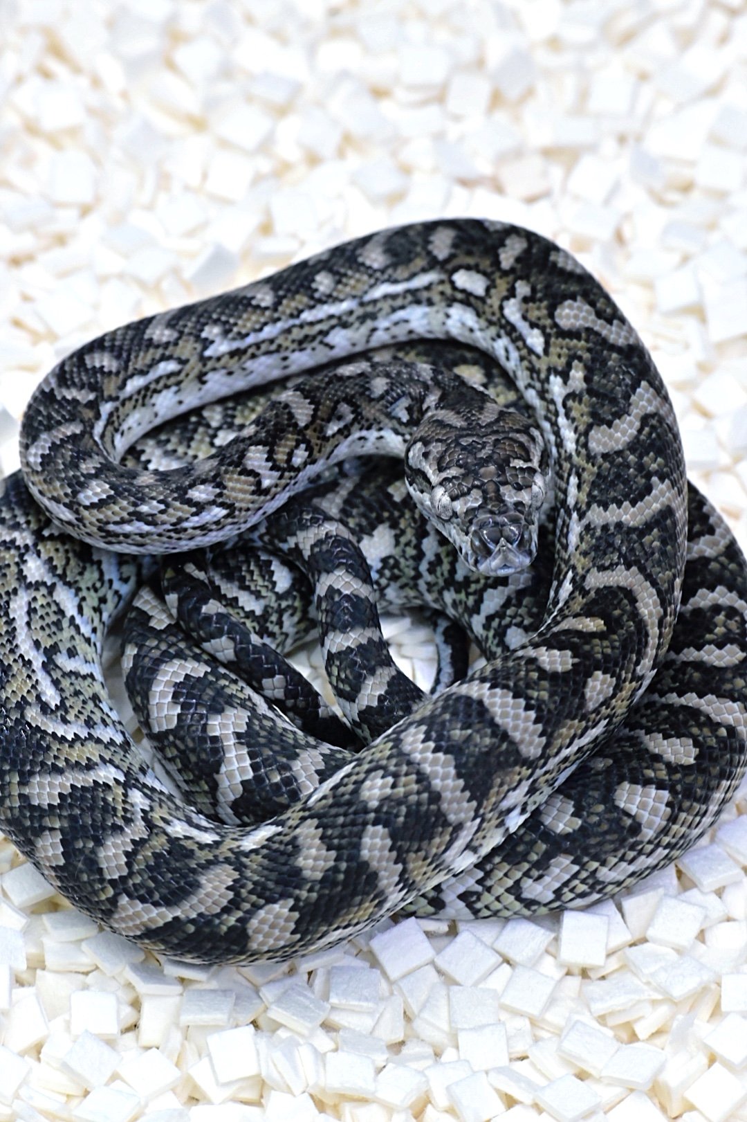 Coastal Ghost (Male)