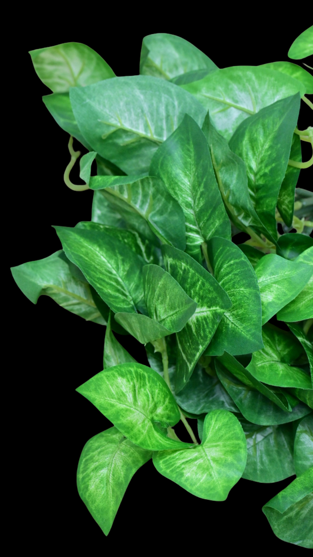Taro Leaves Hanging