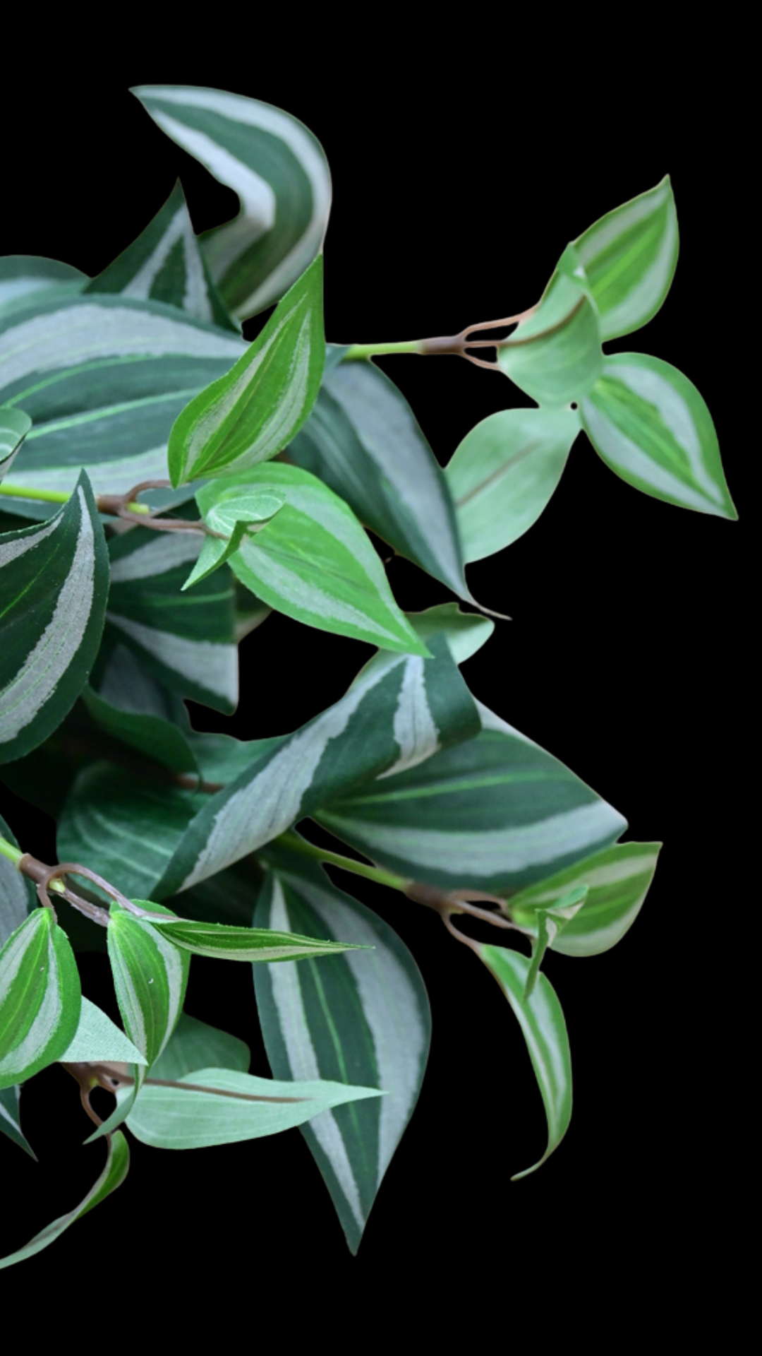 Wandering Jew Bush