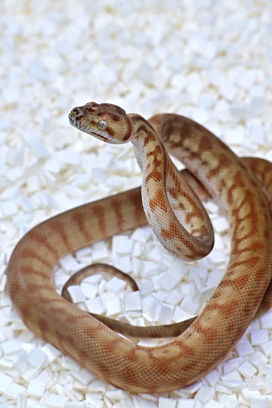 Caramel Hypo Bredli Jag 100% Het Albino 50% Het Ax (Male)