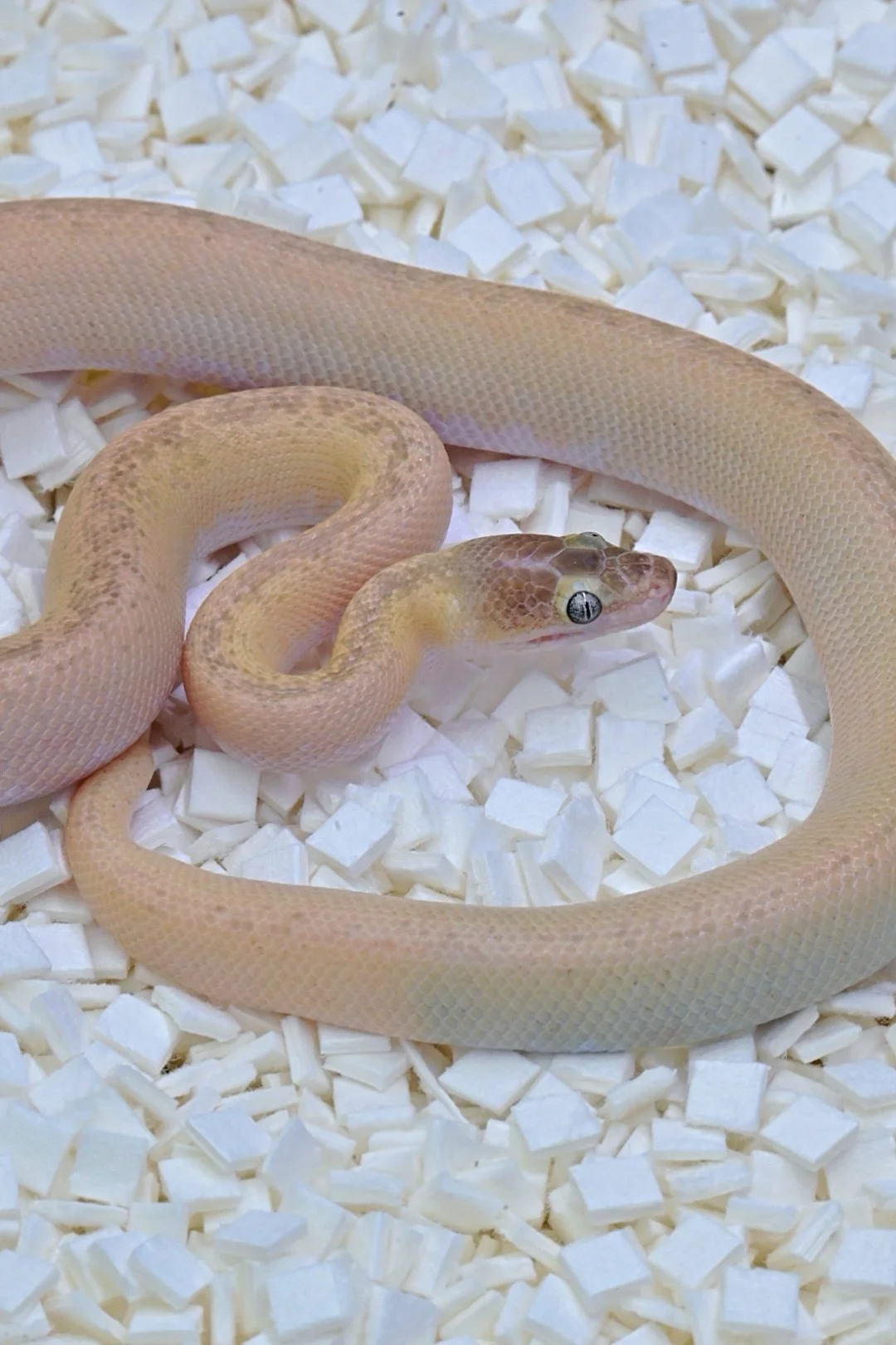Marble Childrens Python (Female)