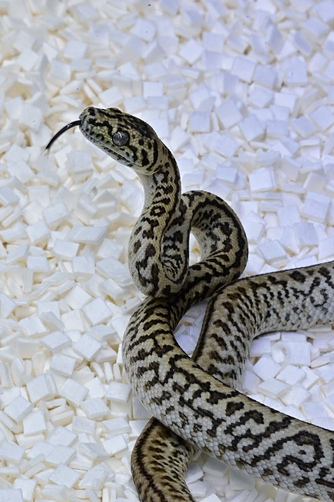 Zebra Jag 100% Het Axanthic 50% Het Granite (Male)