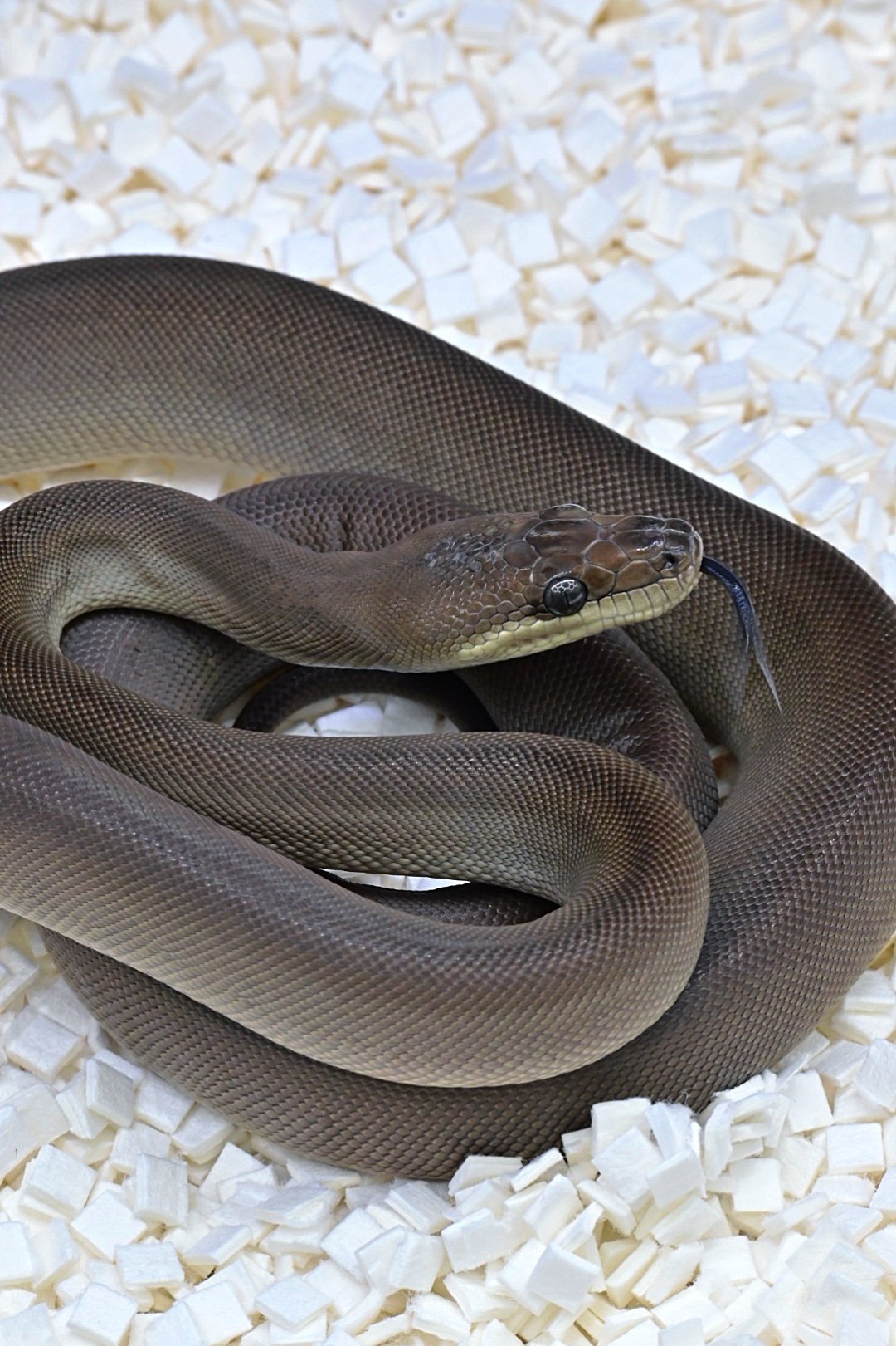 Olive Python (Female)