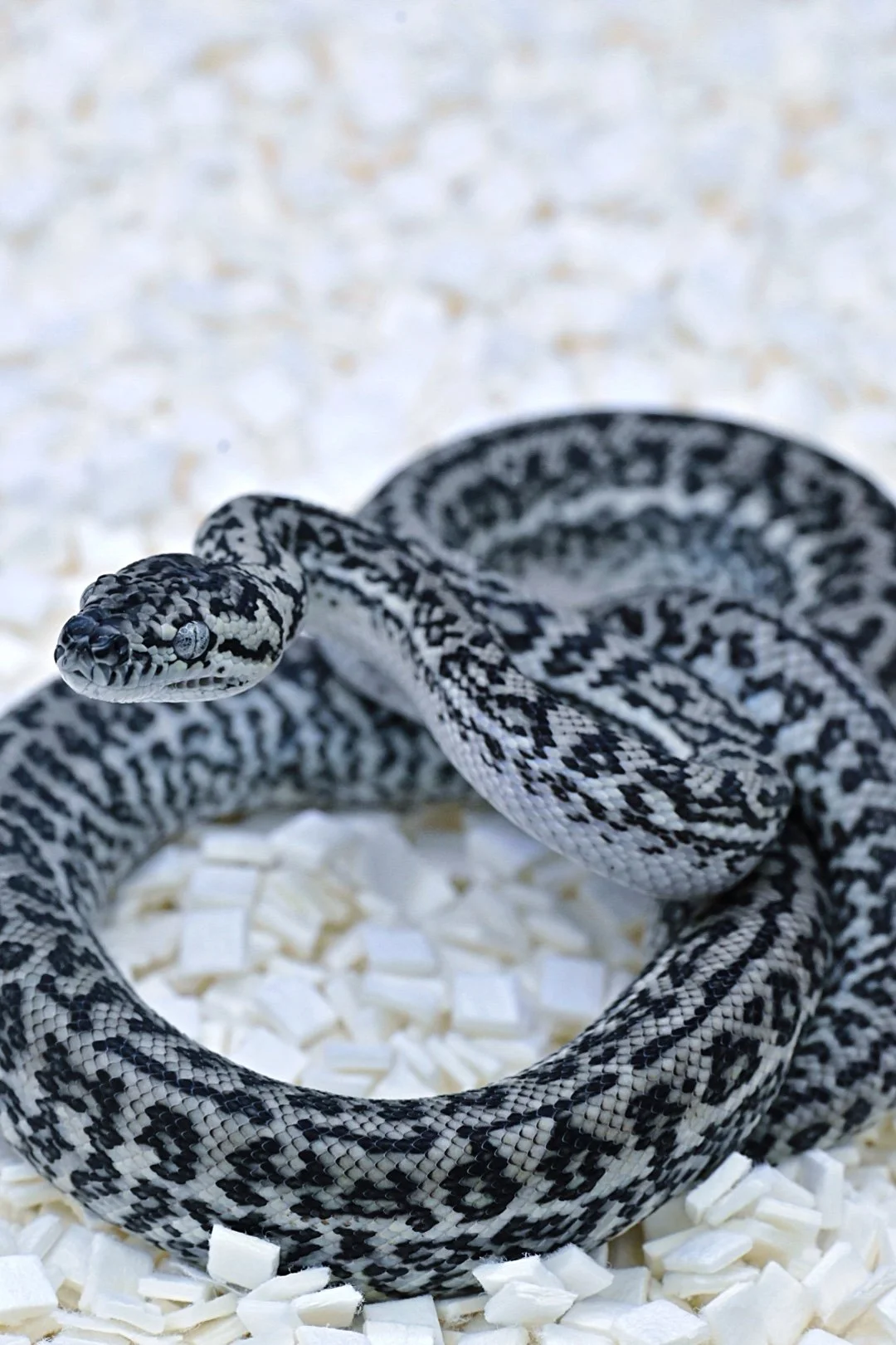 Axanthic Granite (Male)