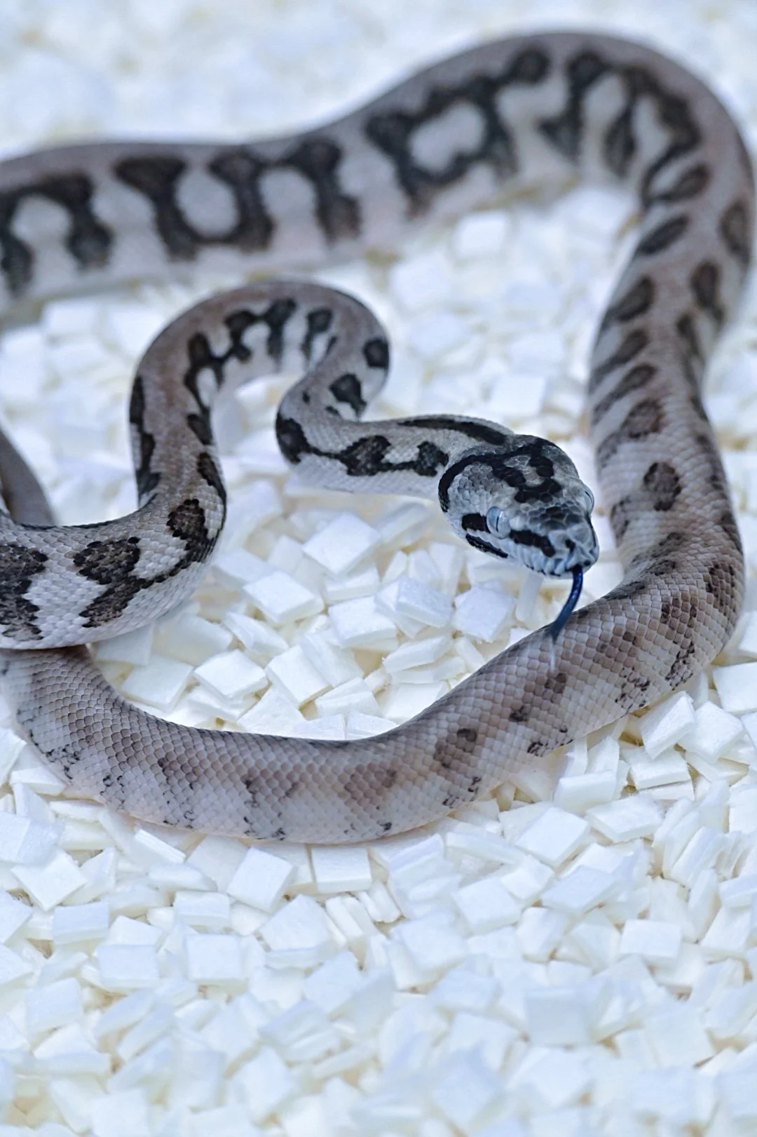 Ghost Jag 100% Het Granite (Male)