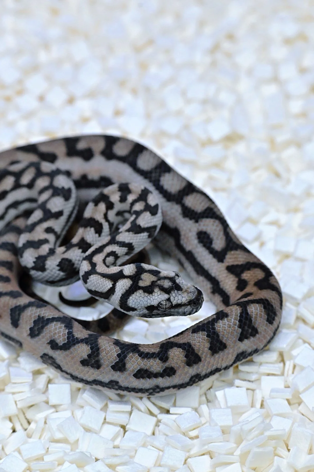 75% MD Jag 100% Het Silver Pepper (Female)