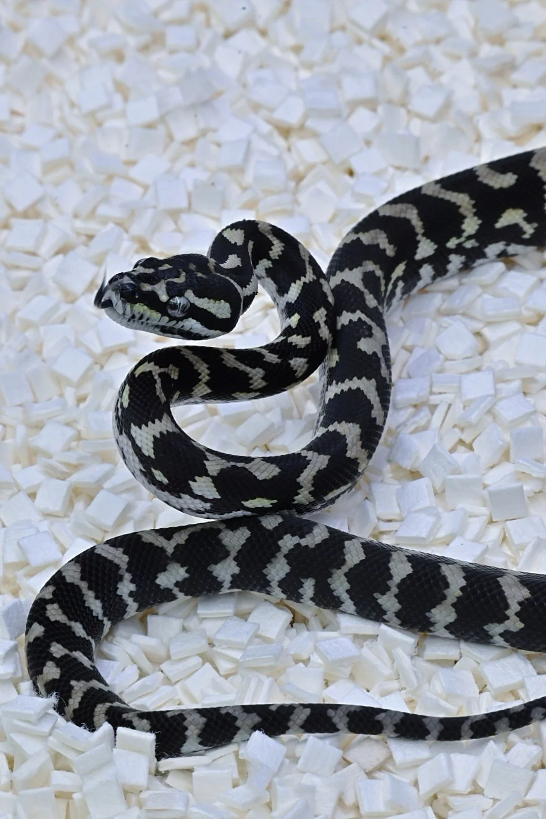 Axanthic 100% Het Granite (Female)