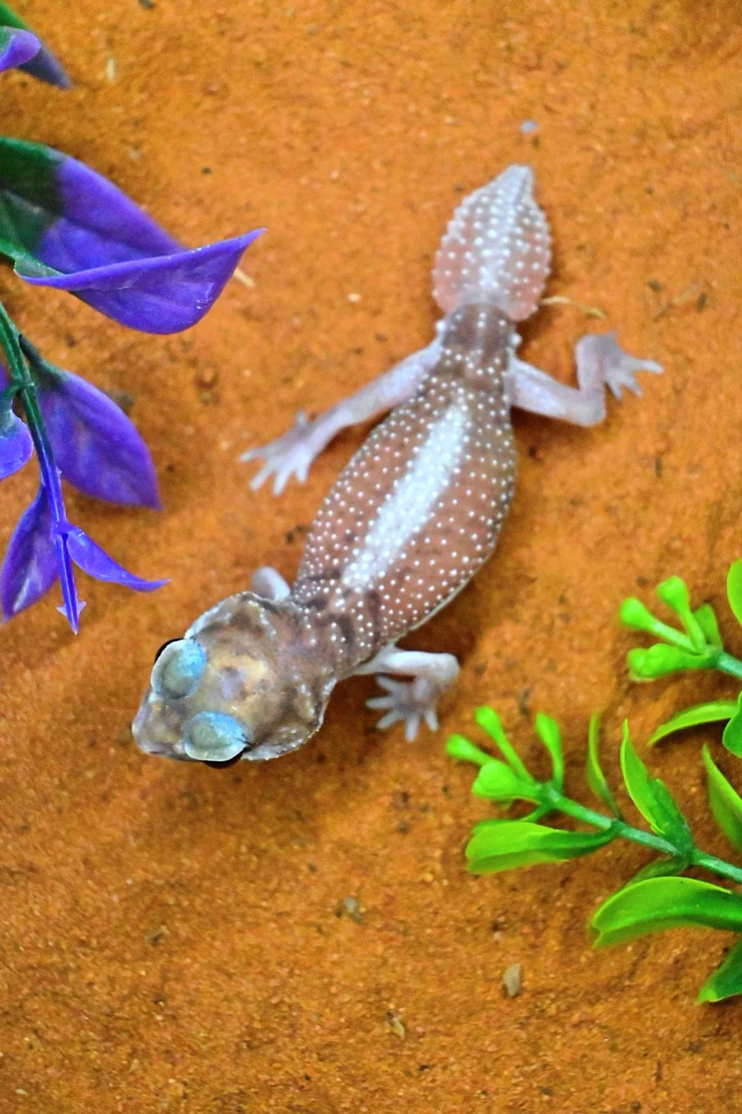 ISIMG-872062.JPG