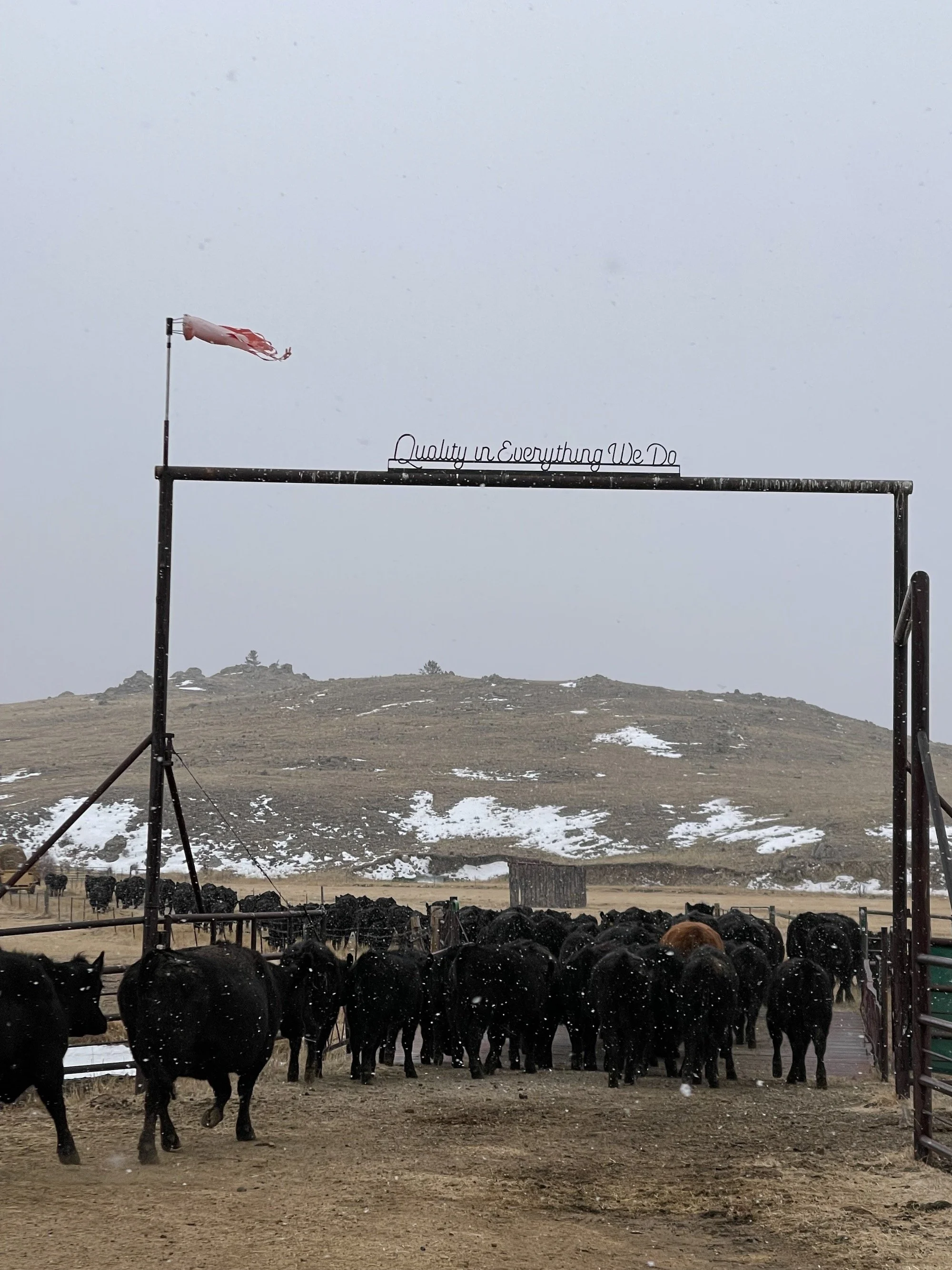 cattle ranch jefferson colorado.jpeg