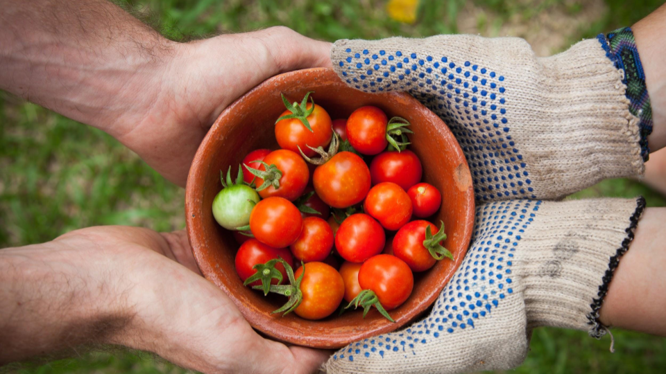 Struggles and solutions: How to make food stamps enrollment easier