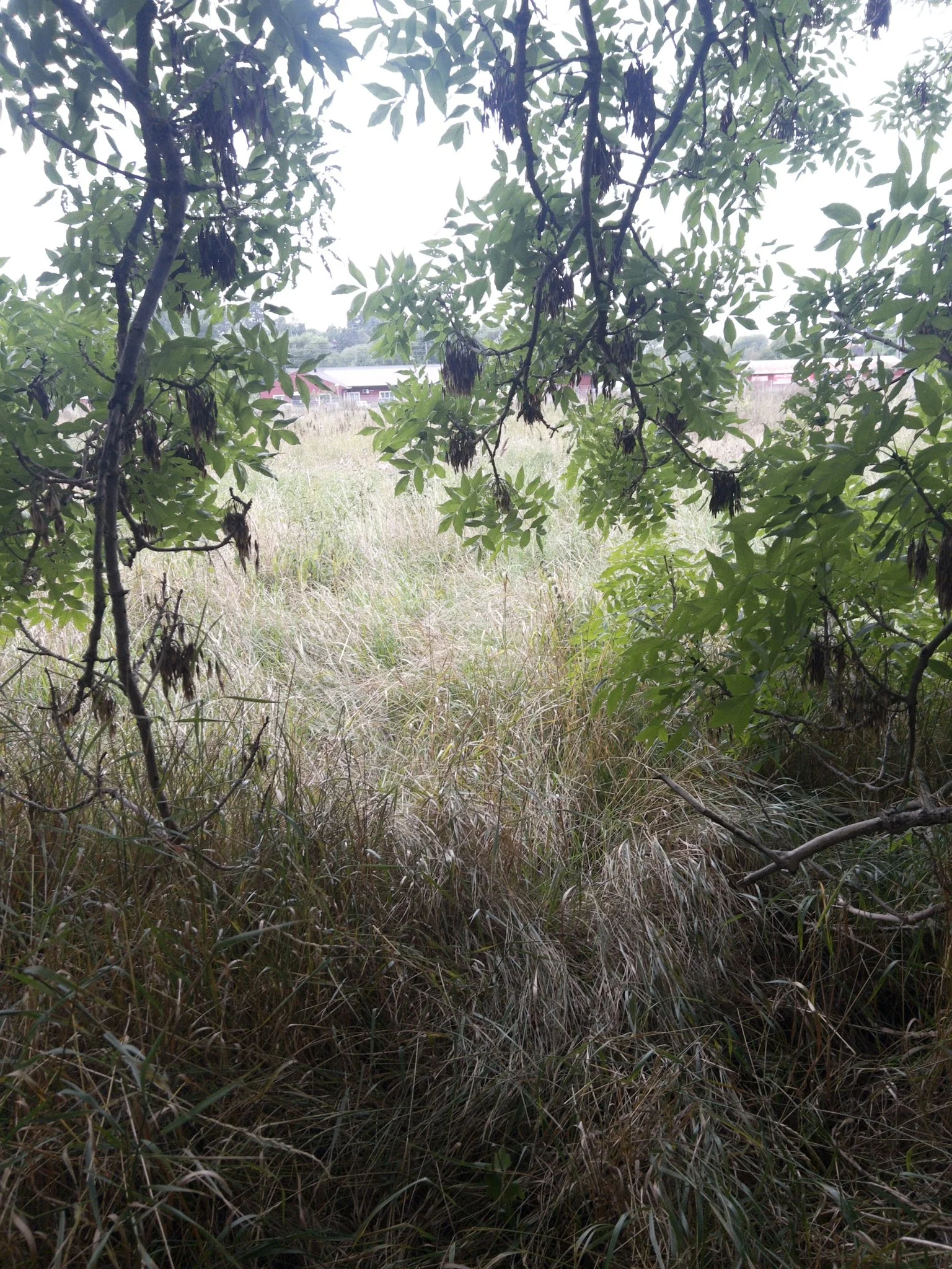 Knivsta stadspark / ateljé trakt