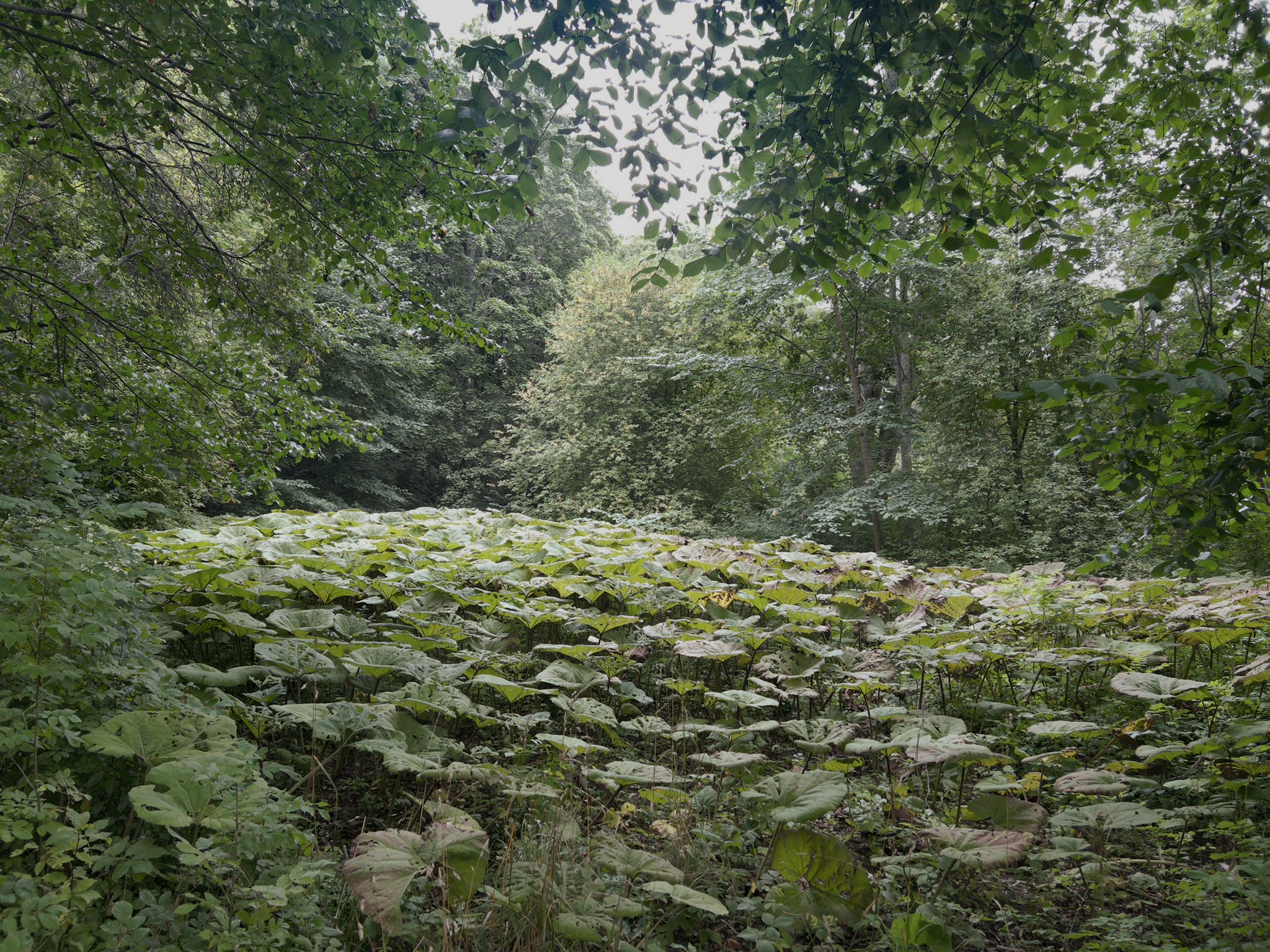 Knivsta stadspark / ateljé trakt