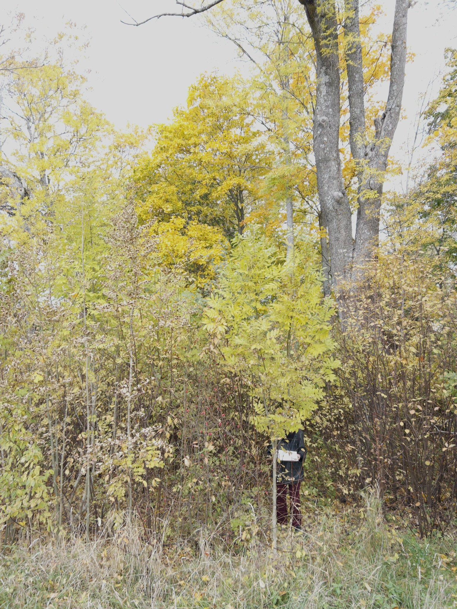 Knivsta stadspark / ateljé trakt