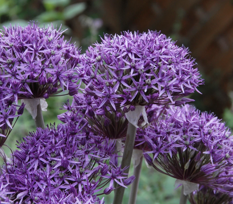 allium-ambassador