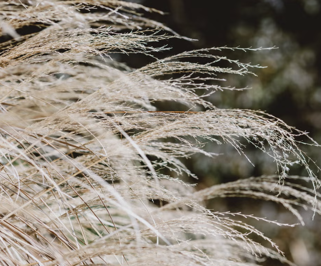 miscanthus-morning-light-winter-movement