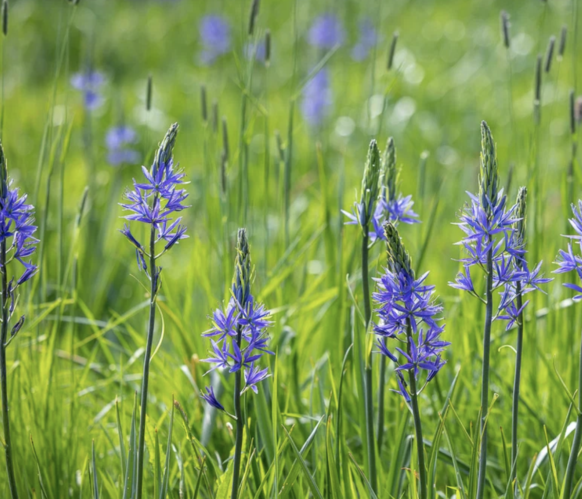 camassia-naturalised-meadow