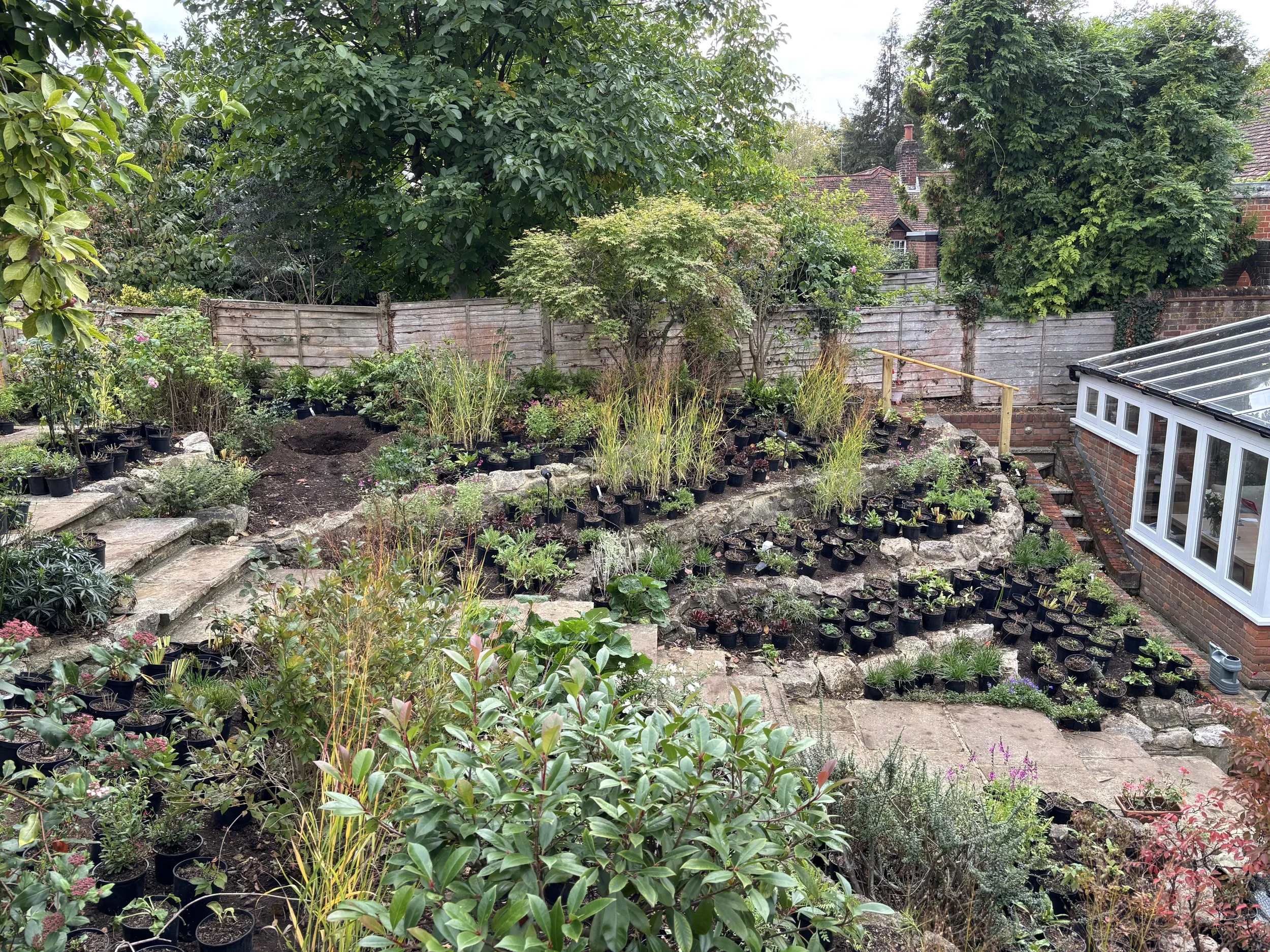 Terraced Cottage Garden, St Albans, September 2025