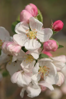 Malus 'Evereste'