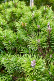 Pinus mugo