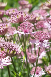 Astrantia major 'Roma'