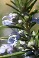 Rosmarinus officinalis