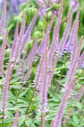Veronicastrum virginicum 'Fascination'