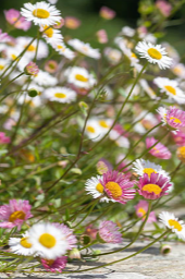 Erigeron karvinskianus