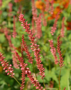Persicaria amplexicaulis 'Orange Field'