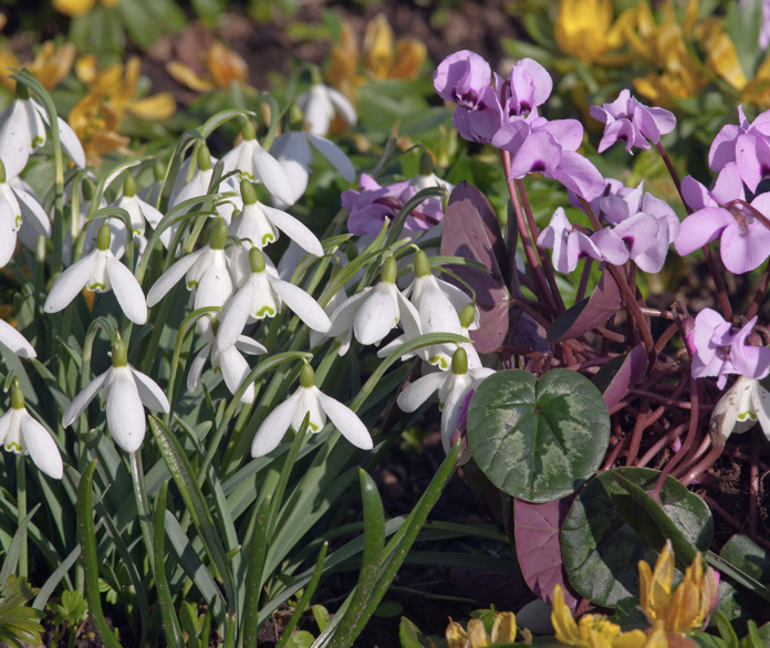 snowdrops-cyclamen-spring-bulbs