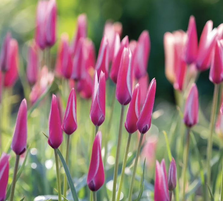 Species Tulips: the best naturalising Tulips for your garden 