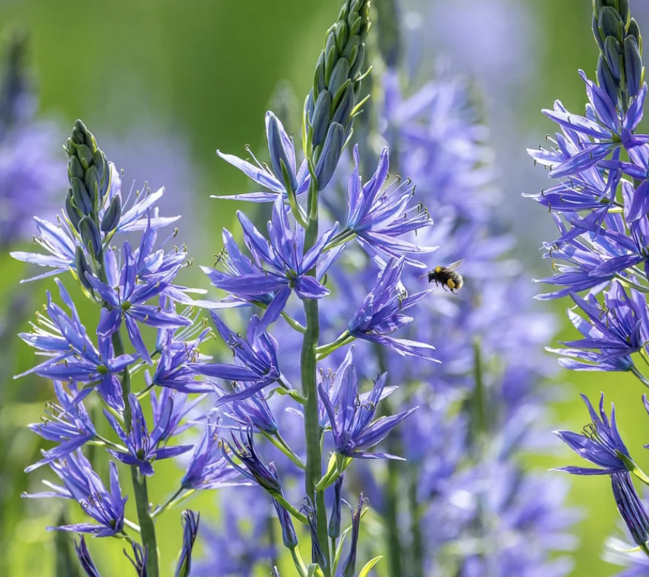 Embrace the damp: beautiful bulbs for for damper areas of the garden