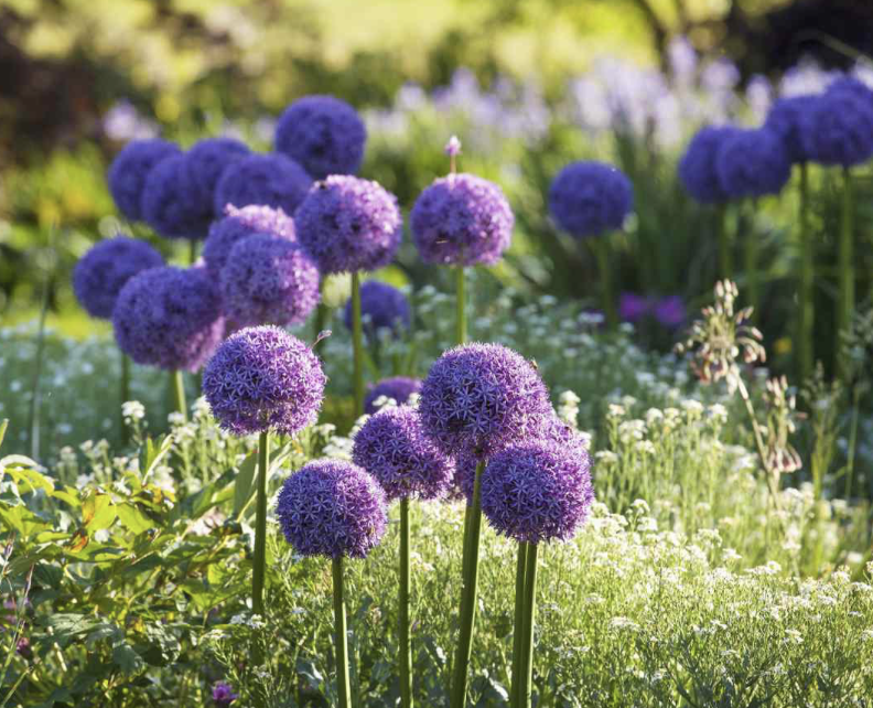 Best Alliums for Your Garden: varieties, colours and planting ideas
