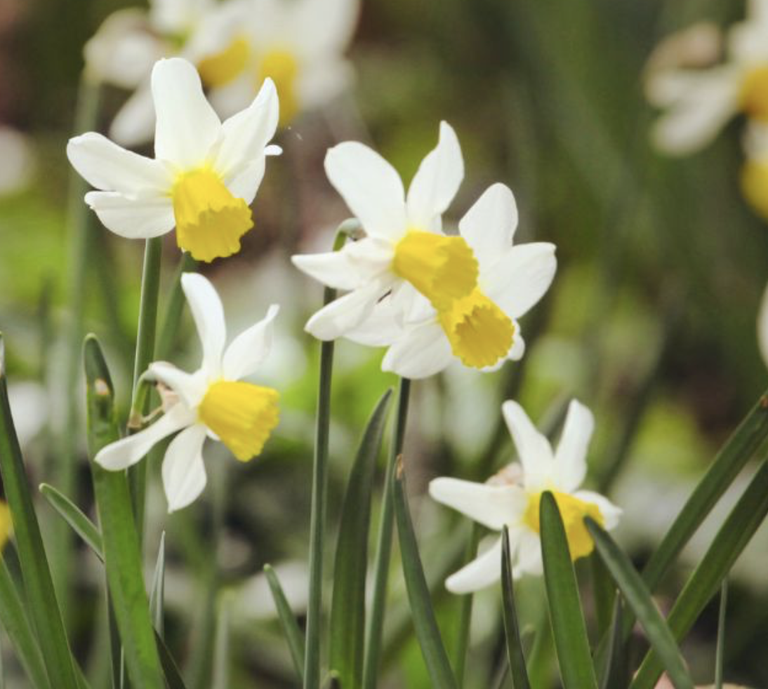 The Best Bulbs for Large Gardens: naturalistic planting ideas