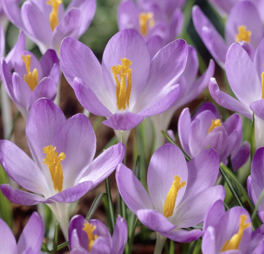 Best Spring Bulbs for Small Gardens: creating a long flowering season