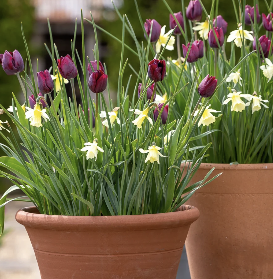 Best Spring Bulbs for Pots and Containers: layer up for months of colour