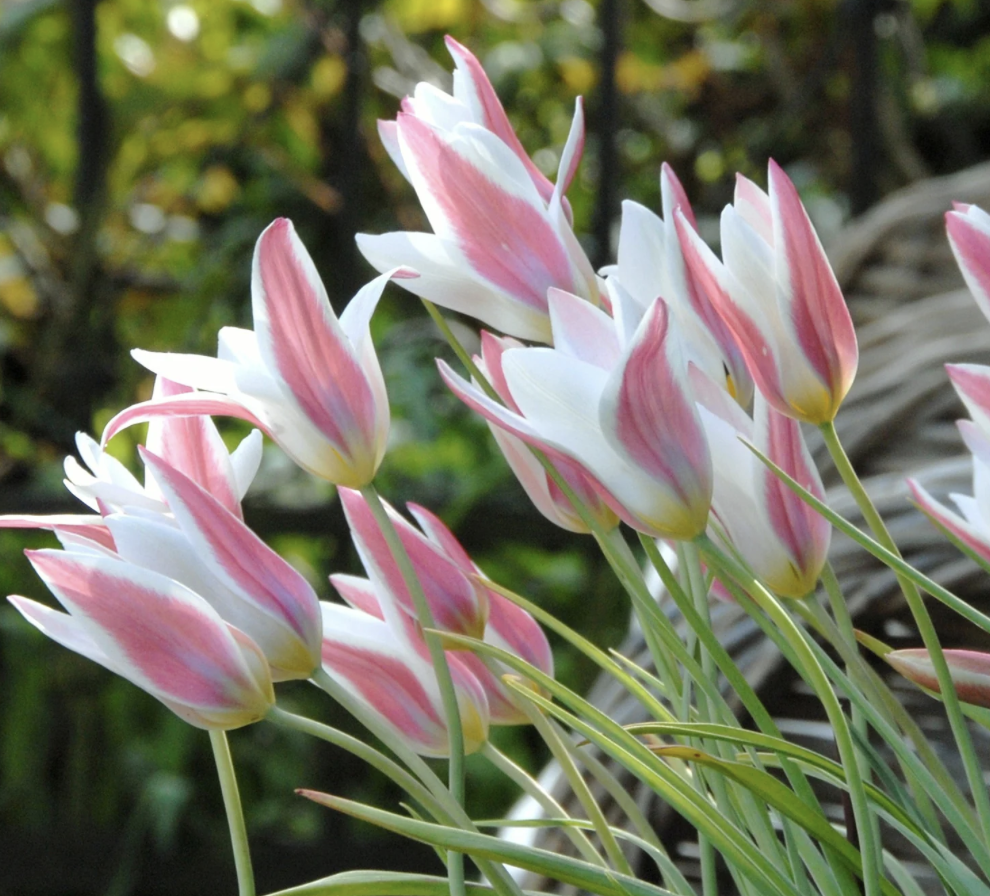 Best Species Tulips: 6 of my favourites