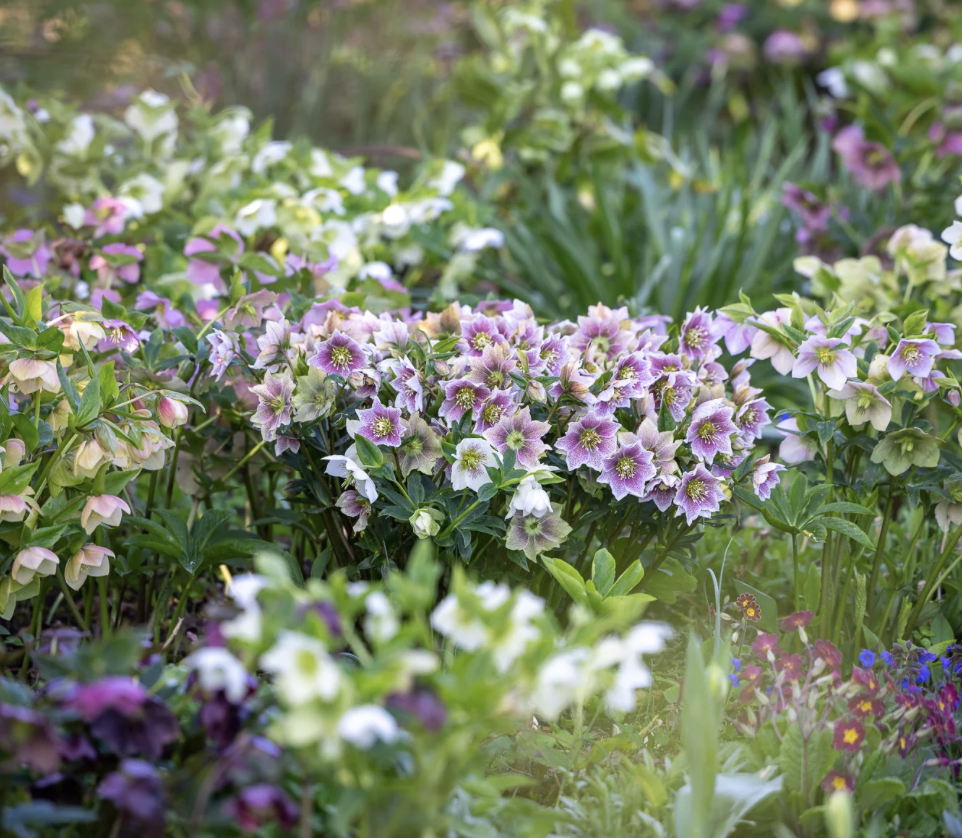 Best Hellebores for the Winter Garden