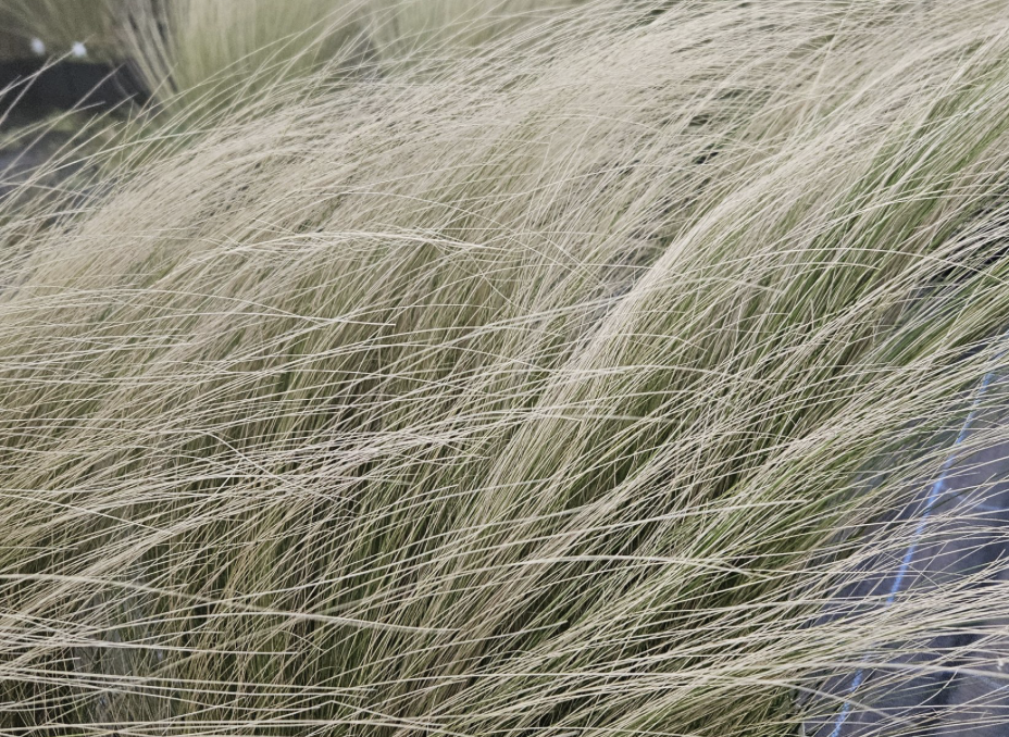 stipa-tenuissima-pony-tails