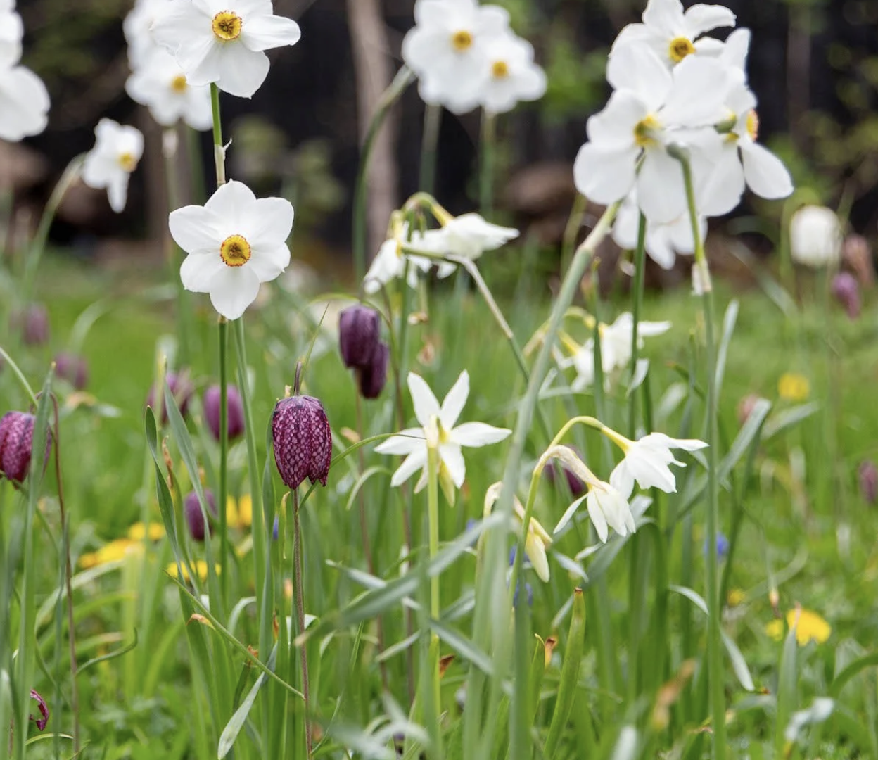 fritillaia-meleagris-narcissus-actaea