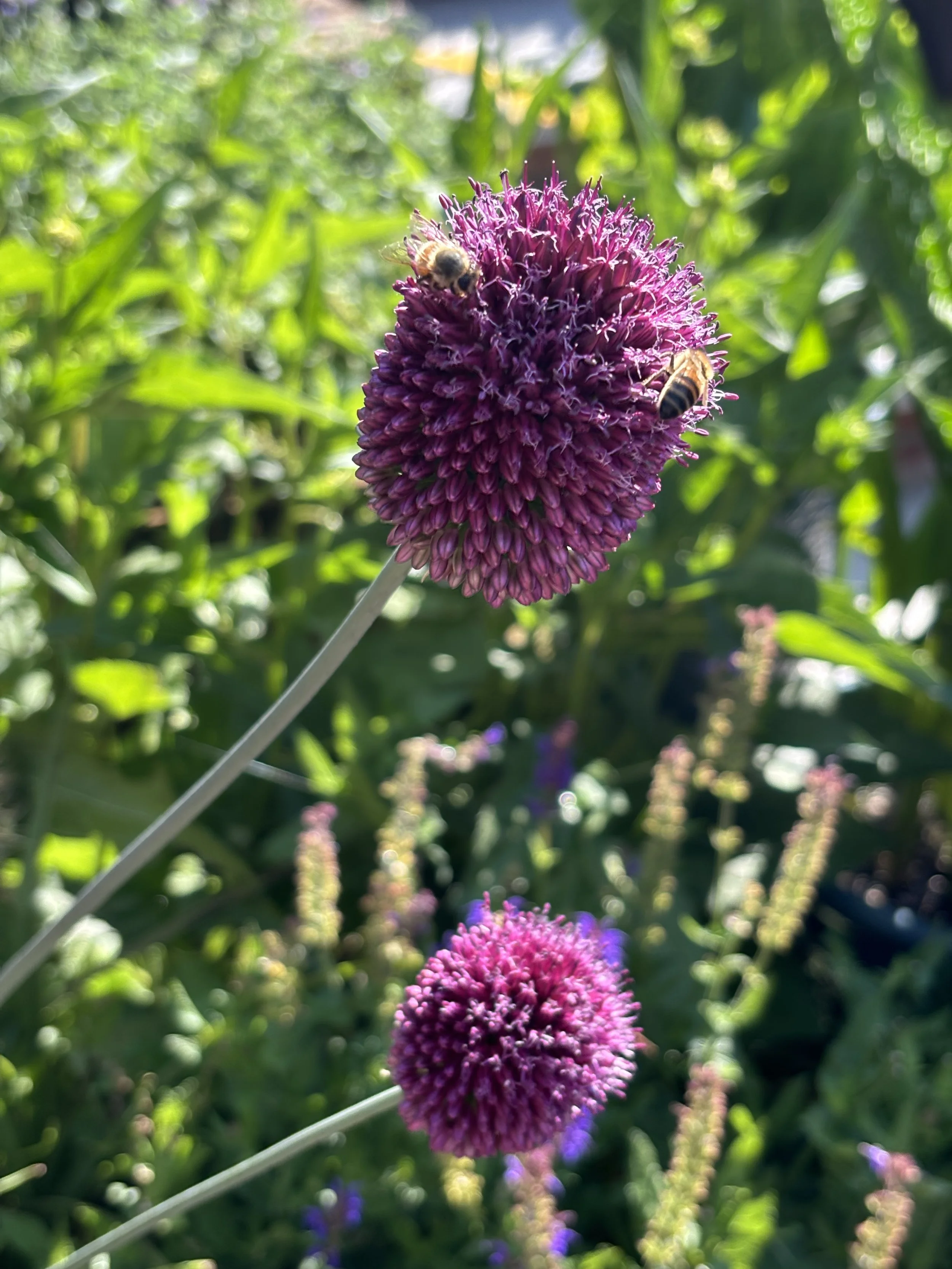 allium-spaerocephalon.jpg