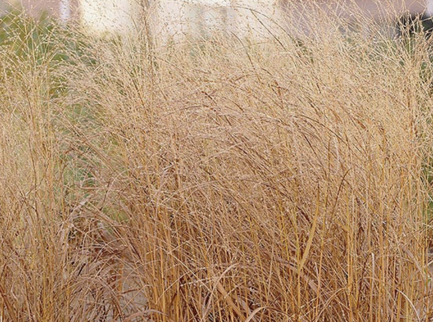 panicum-virgatum-shenandoah
