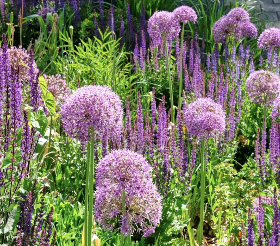 allium-pink-sensation-naturalistic