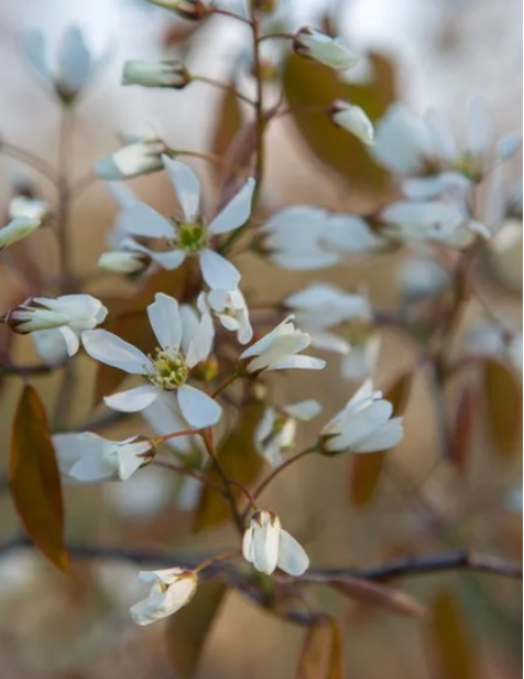 Amelanchier lamarckii