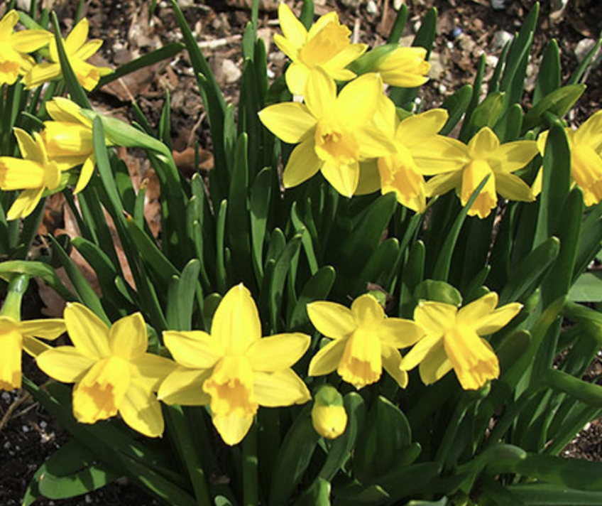 narcissus-tete-a-tete
