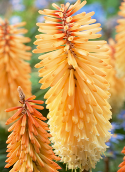 Kniphofia 'Tawny King'