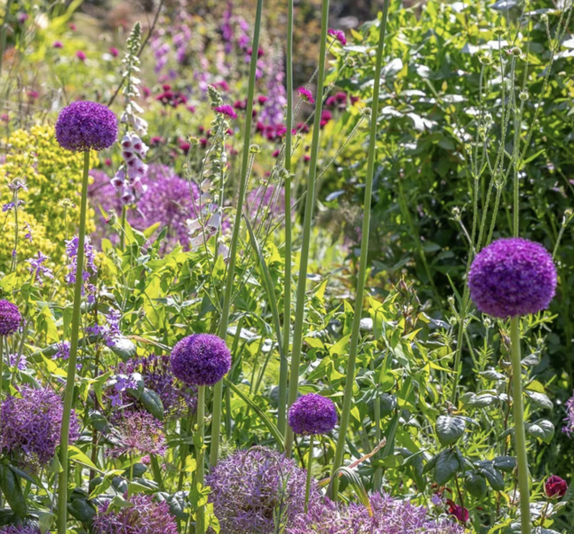 allium-pink-sensation-border