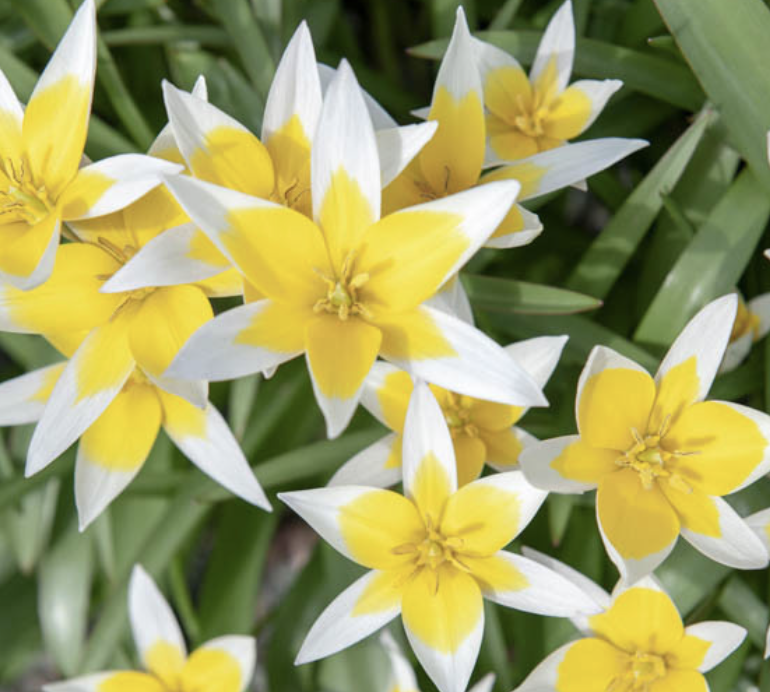 tulipa-tarda