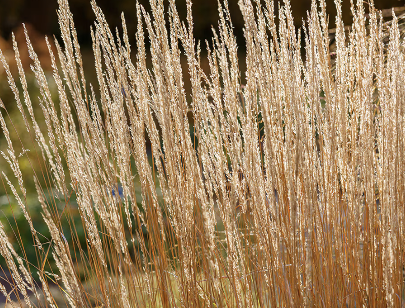 calamagrostis-x-acutiflora-karl-foerster
